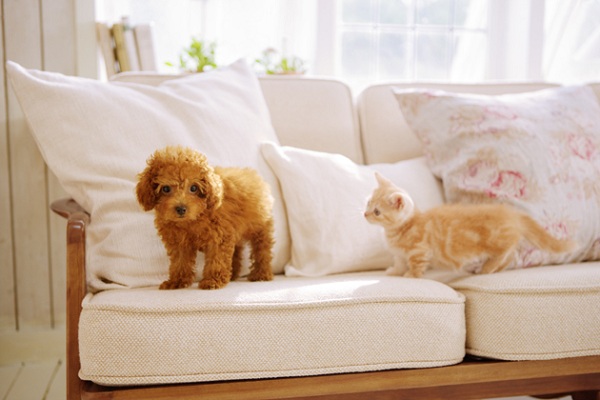 nintendogs 02 nintendogs 02
